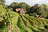 A vineyard near Meggenhorn, Lucerne, Switzerland