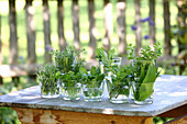 Various fresh herbs in glasses of water on a wooden table