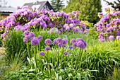 Flower bed with 'Globemaster' Allium and grasses