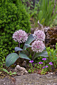 Blühender Blauzungen-Lauch (Allium karataviense)