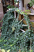 Old wagon wheel overgrown with ivy