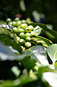 Coffee berries in a coffee plantation, Heredia, Santa Bárbara, Costa Rica, Central America