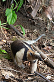 Ameisenbär, Corcovado Nationalpark, Halbinsel Osa, Costa Rica, Zentralamerika, Amerika
