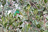 A quetzal hiding in a tree near Los Quetzales, Costa Rica, Central America