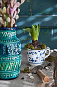 Hyacinth planted in vintage teacup