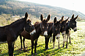 Donkeys in a field in the province of Girona, Catalonia, Spain