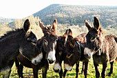 Donkeys in a field in the province of Girona, Catalonia, Spain