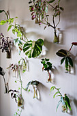 Houseplant cuttings in glass bottles decoratively arranged on wall