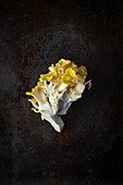 A yellow oyster mushroom
