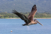 Pelikan am Strand von Tambor, Halbinsel Nicoya, Costa-Rica, Zentralamerika, Amerika
