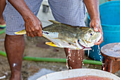 Fischfang am Strand von Tambor, Halbinsel Nicoya, Costa-Rica, Zentralamerika, Amerika