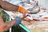 Fish being gutted on the beach at Tambor, Nicoya Peninsula, Costa Rica, Central America