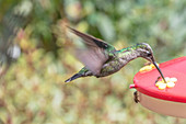 Kolibri an einer Nektar-Futterstelle, Nationalpark Los Quetzales, Costa Rica, Zentralamerika, Amerika