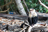 A capuchin monkey in the Manuel Antonio National Park, Puntarenas, Quepos, Costa Rica, Central America