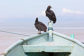 Vultures on the beach near Tárcoles, Puntarenas, Costa Rica, Central America