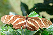 Schmetterling auf einem Blatt, Costa Rica