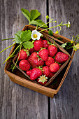 Frische Erdbeeren im Spankörbchen