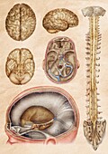 Brain and spinal cord anatomy, illustration