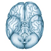 Human brain, illustration