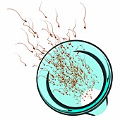 Sperm donation, conceptual illustration