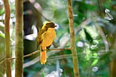 Male golden bowerbird