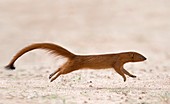 Slender mongoose airborne