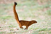 Slender mongoose running