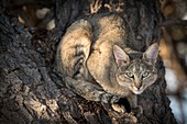 African wildcat in a camelthorn tree