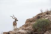 Kudu bull on a calcrete slop