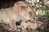 Lioness grooming cub