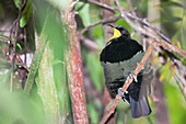 Male Victoria's riflebird