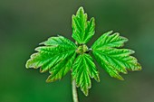 Field maple (Acer campestre)