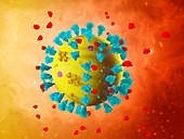 Soluble ACE2 coronavirus treatment, illustration