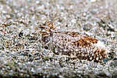 Mimic octopus hiding in sand