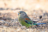 Female mulga parrot