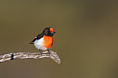 Male red-capped robin