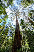 Temperate rainforest, Great Otway National Park, Australia