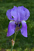 Sweet iris (Iris pallida) flower