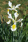 Turkish iris (Iris orientalis) flowers