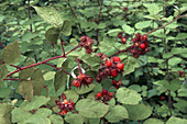 Wine raspberry (Rubus phoenicolasius) berries and foliage