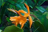 Guarianthe orchid (Guarianthe aurantiaca) flower