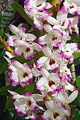 Dendrobium (Dendrobium 'Love Memory Fizz') flowers