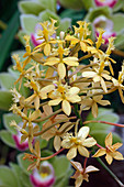 Lopsided star orchid (Epidendrum secundum) flowers