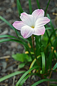Rain lily (Zephyranthes 'Labuffarosa') flower