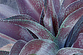 Mangave (Agave 'Inca Warrior') plant