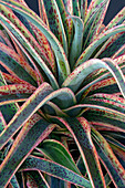 Mangave (Agave 'Kaleidoscope') plant