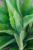 Mangave (Agave 'Iron Man') plant