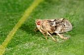 Common lacehopper