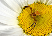 Crab spider male