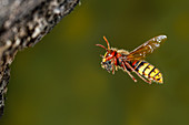 European hornet